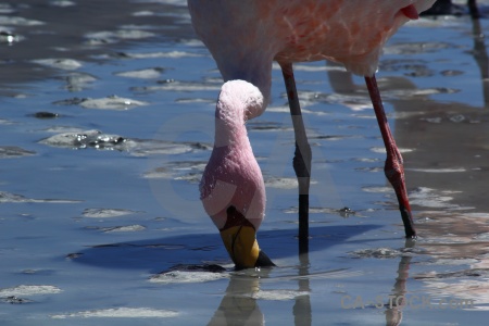 Lake south america andes animal bird.