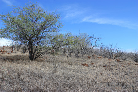 Landscape desert blue tree.