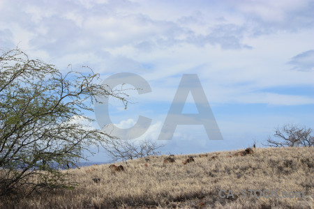 Landscape desert tree white.