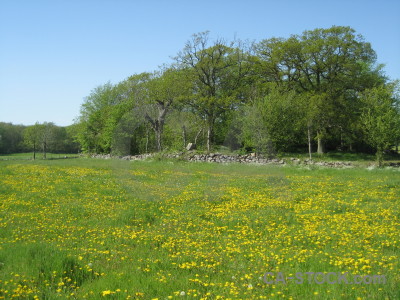 Landscape green yellow field.