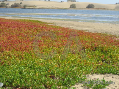 Landscape plant sea water coast.