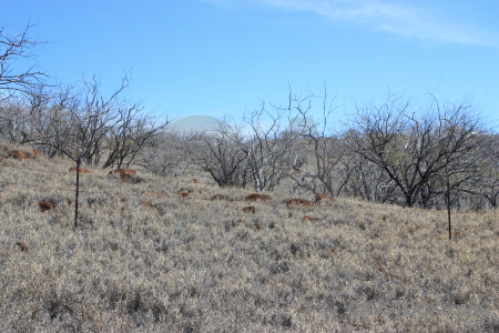 Landscape tree desert blue.