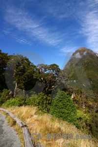 Landscape tree south island mountain cloud.