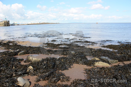 Landscape white seaweed rock coast.