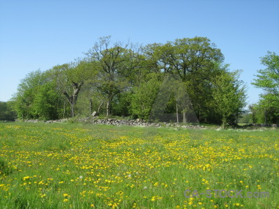 Landscape yellow field green.