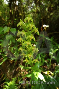 Leaf altitude orchid inca south america.