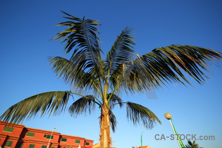 Leaf blue orange sky palm tree.