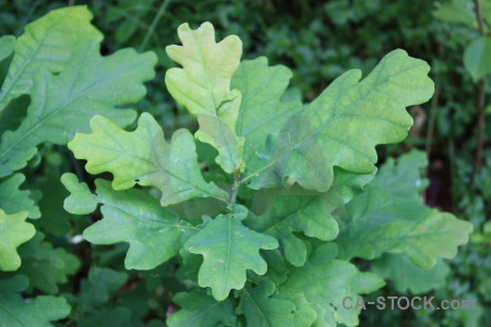 Leaf green.