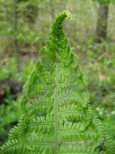 Leaf green plant fern.