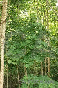 Leaf green tree.