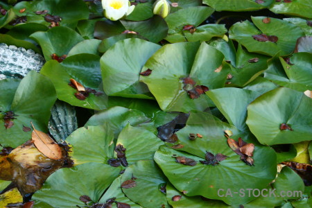 Leaf lily plant flower green.