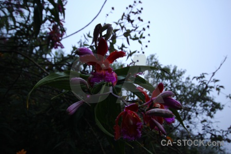 Leaf orchid altitude flower peru.