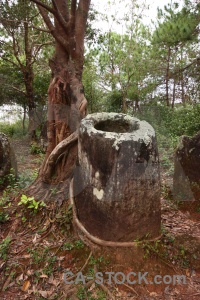 Leaf phonsavan lichen laos root.