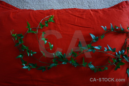 Leaf plant red ivy.