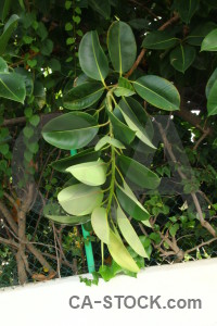 Leaf plant spain texture europe.