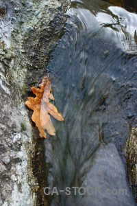 Leaf river water.