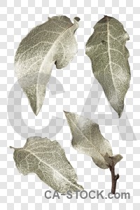 Leaf transparent cut out.