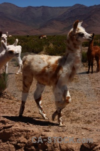 Llama altitude south america andes animal.