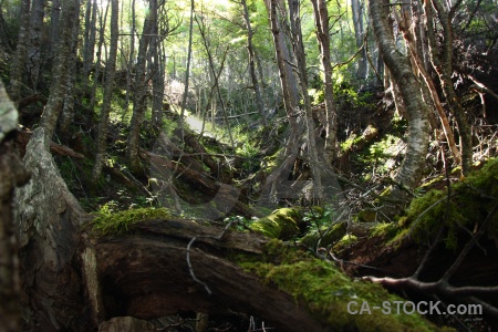 Log patagonia moss circuit trek branch.