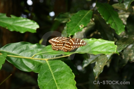 Luang prabang asia insect leaf trek.