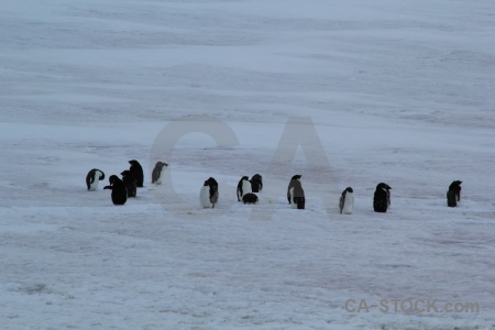 Marguerite bay antarctica penguin ice cruise.