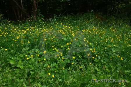 Meadow field yellow grass green.