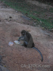 Monkey asia cambodia khmer southeast.