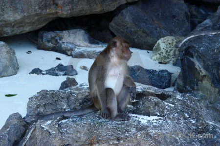 Monkey tail beach rock asia.