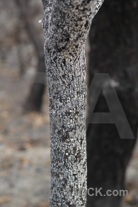 Montgo fire branch ash texture burnt.