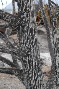 Montgo fire burnt javea branch ash.