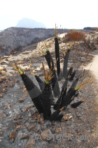 Montgo fire burnt plant spain europe.