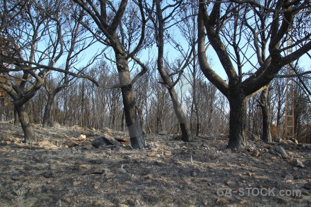 Montgo fire burnt tree javea branch.
