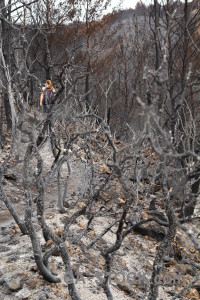 Montgo fire europe burnt javea tree.