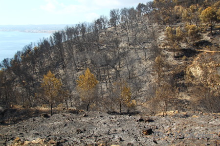 Montgo fire europe burnt tree javea.