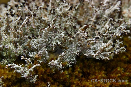 Moss new zealand rock stone fungus.