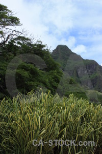 Mountain landscape green.