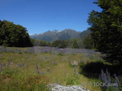Mountain valley sky lupin south island.