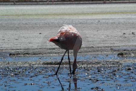 Mud andes reflection salt lake bird.