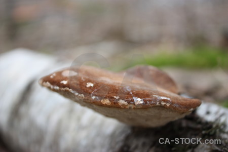 Mushroom fungus toadstool green.