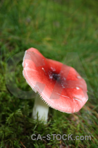 Mushroom fungus toadstool red green.