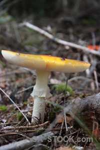 Mushroom fungus yellow toadstool.