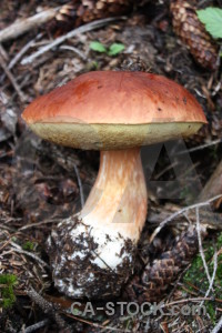 Mushroom toadstool fungus.