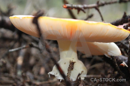 Mushroom toadstool fungus.