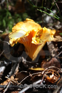 Mushroom yellow orange fungus toadstool.