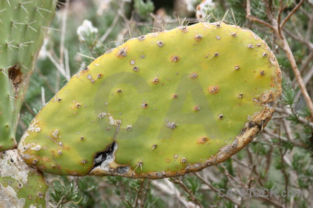Nature cactus green plant texture.