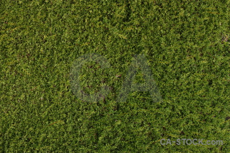 Nature grass green texture.