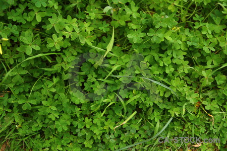 Nature grass green texture.