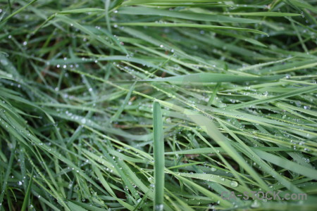 Nature green grass texture.