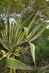 Nature green yellow cactus plant.