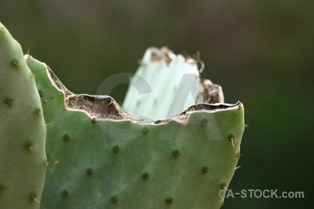 Nature plant texture cactus green.